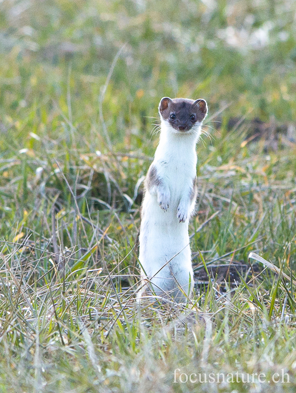 Hermine 5616.jpg - Hermine, Mustela erminea, en pelage d'hiver, début de mue (Genève, Suisse, mars 2013)